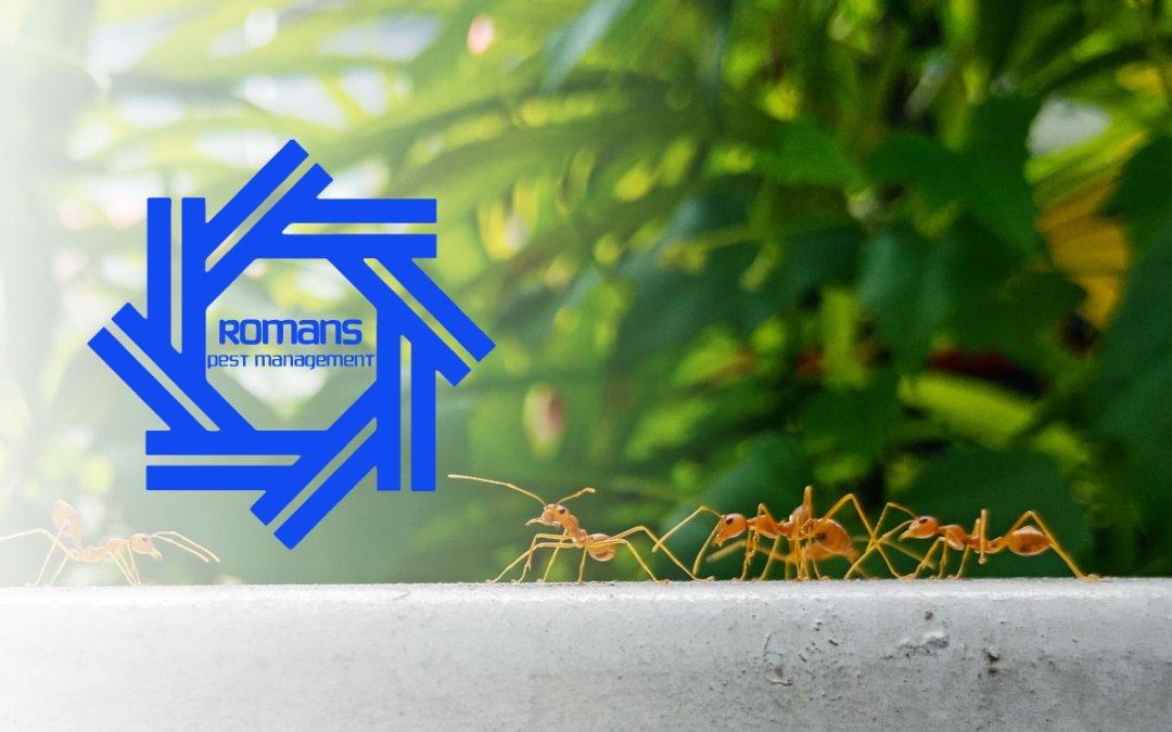 Springtime Pests: How to Keep Your Home Safe and Sound