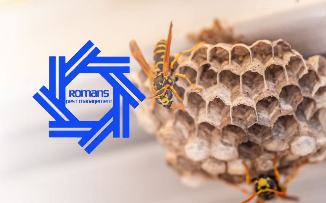 Battling the Buzz: Wasp Issues and Prevention in Southern Ohio