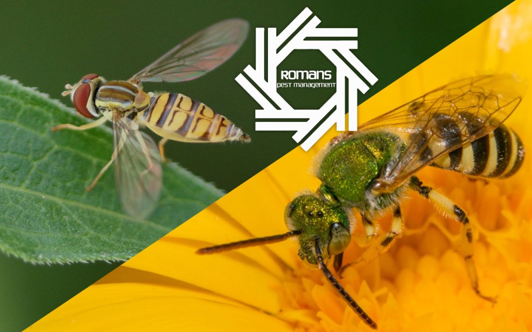 Hover Flies vs. Sweat Bees: Nature’s Neighbors or Household Pests?