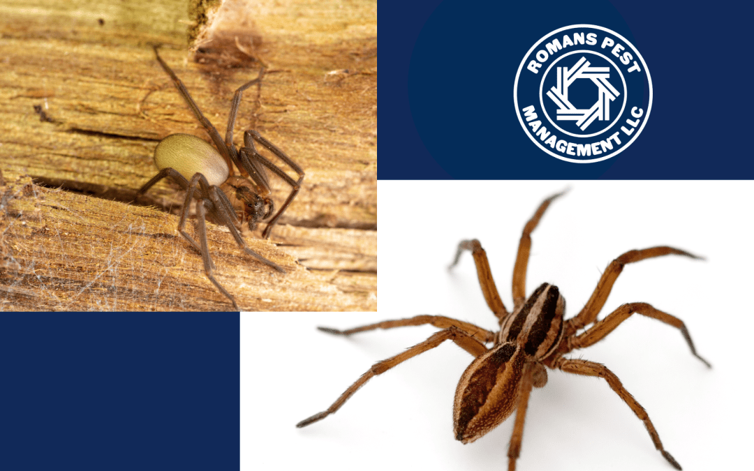 Is That a Spider or Something Worse? Identifying October’s Most Misunderstood Pests