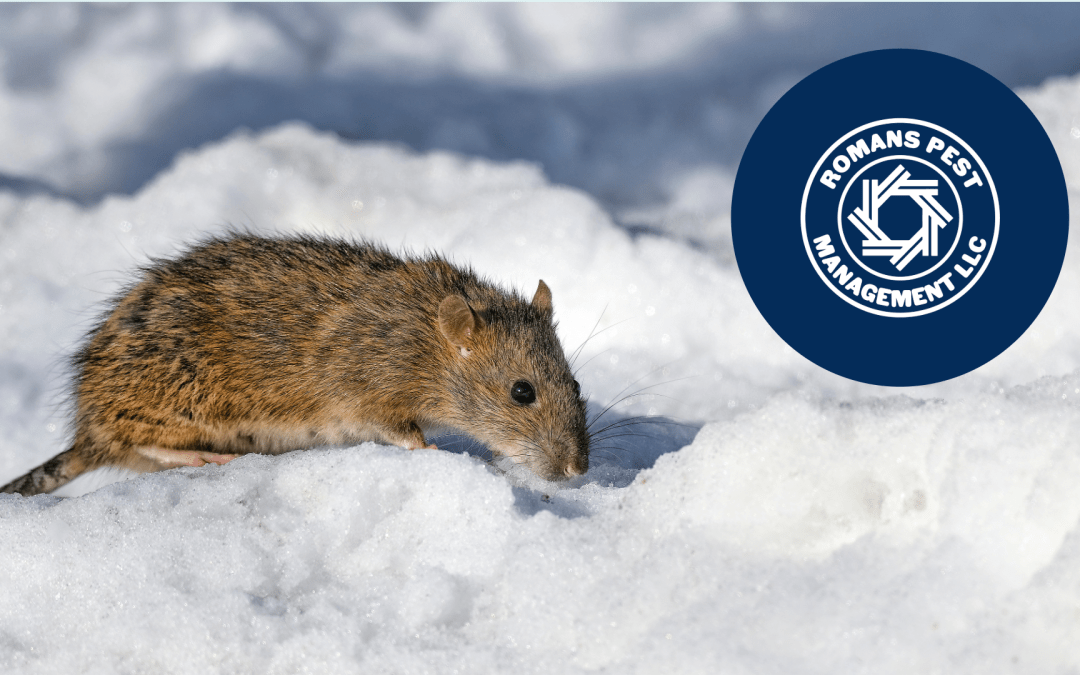 Cold Weather Invaders: Pest Problems Don’t Freeze Over